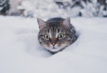 danger hiver pour votre chat