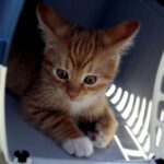 faire entrer votre chat dans sa caisse de transport