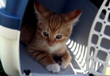 faire entrer votre chat dans sa caisse de transport