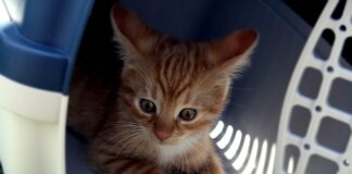 faire entrer votre chat dans sa caisse de transport