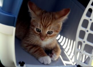 faire entrer votre chat dans sa caisse de transport