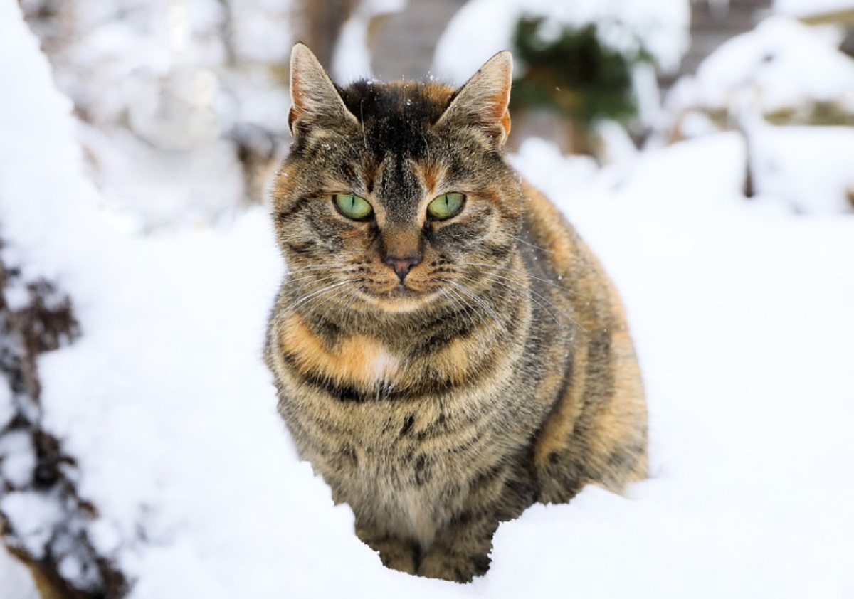 protéger votre chat des dangers du froid cet hiver