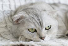 races de chat adaptées pour une vie en appartement