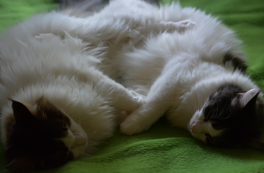 race de chat câline