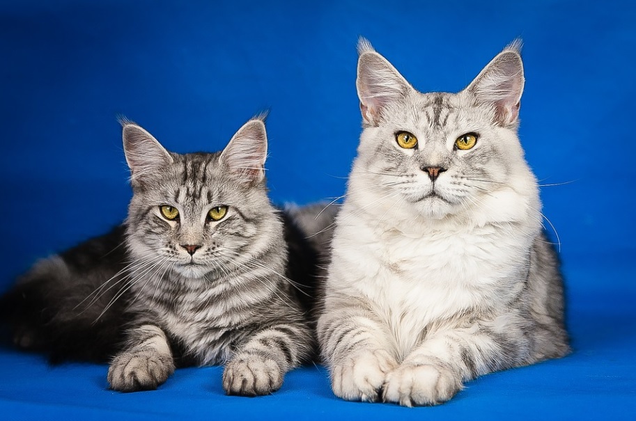 races de chat mignonnes