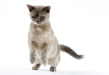 races de chat les plus petites au monde