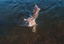 races de chat qui adorent l’eau