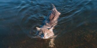 races de chat qui adorent l’eau