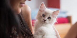 races de chat câlines