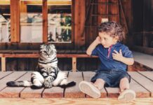 races de chat qui s’entendent le mieux avec les enfants