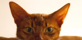 races de chat grandes oreilles