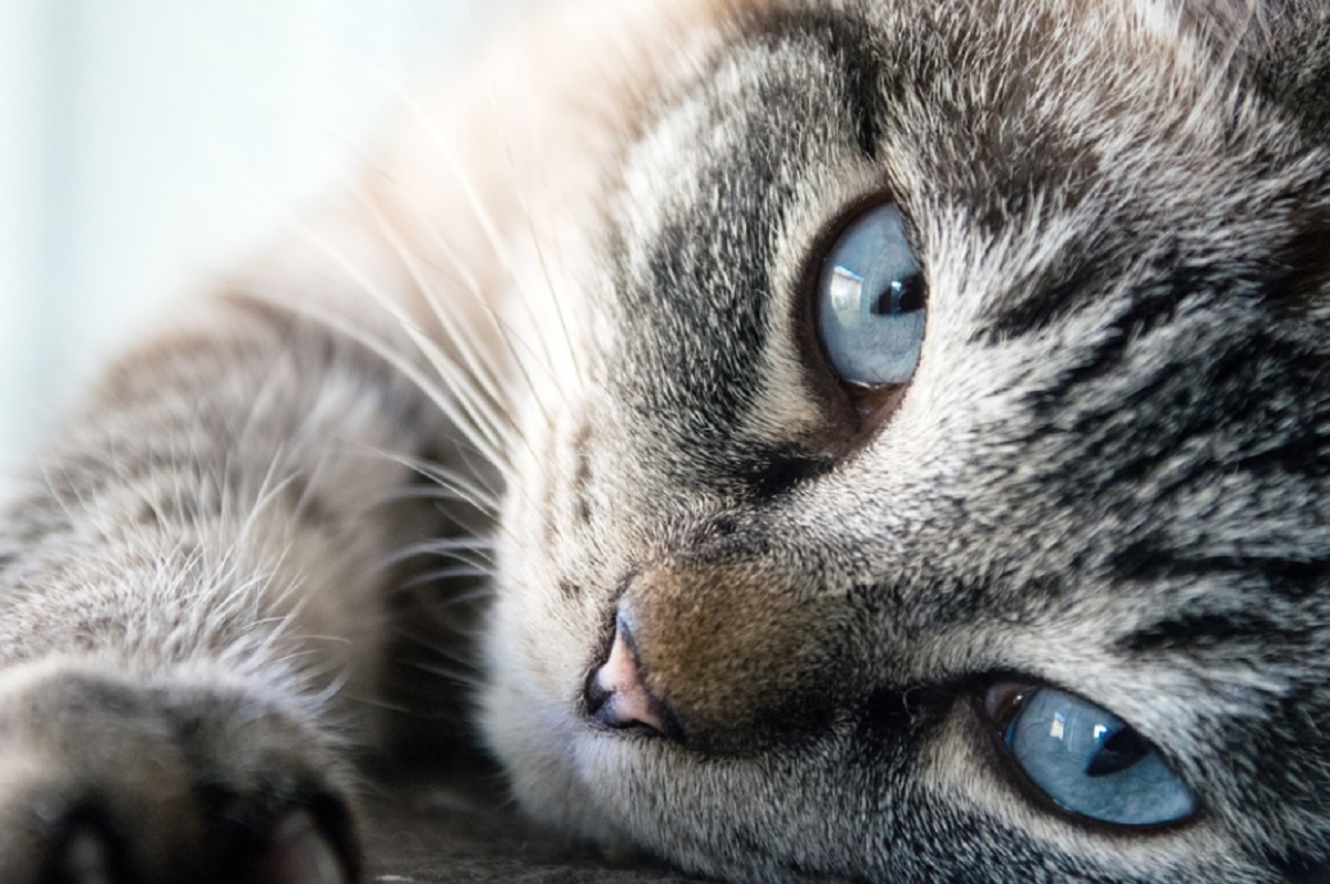 Les 5 Races De Chat Les Plus Gentilles Racedechat Com