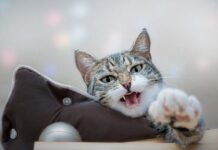 races de chat qui miaulent le plus