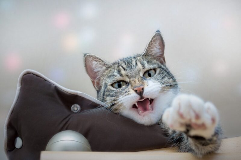 Voici les 5 races de chat qui miaulent le plus souvent