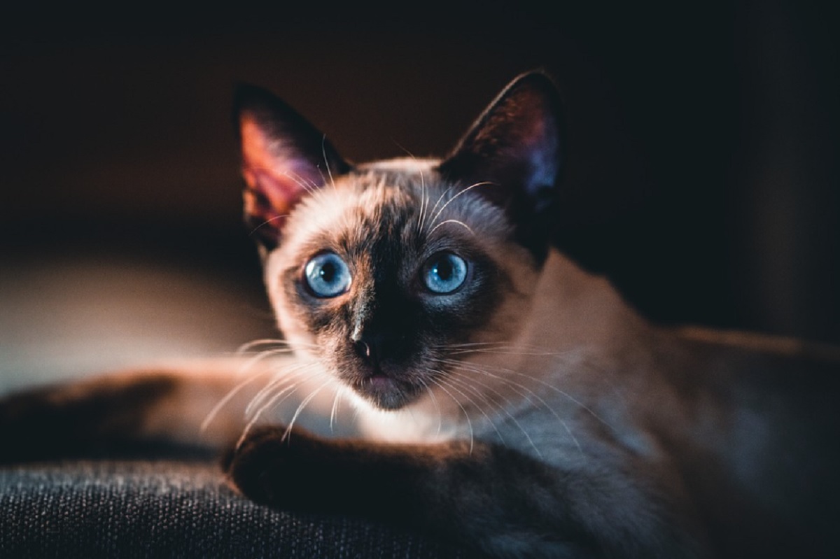 races de chat les plus mignonnes