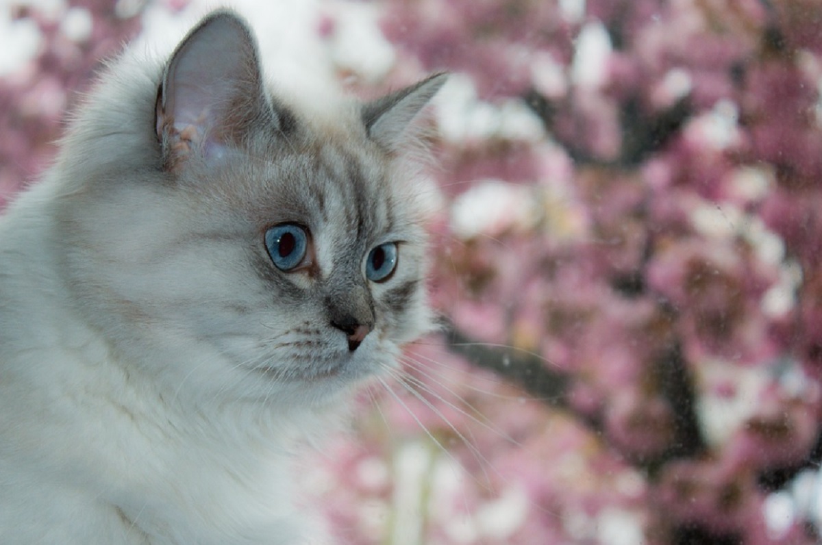 races de chat les moins allergènes