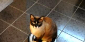 chat qui fait le ménage