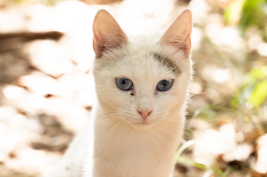 Male Ou Femelle Quel Chat Adopter Racedechat Com