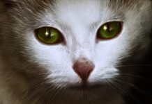 adopter chat Mâle ou femelle