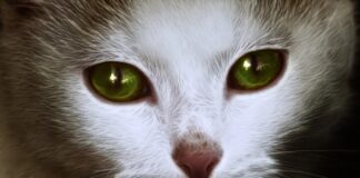 adopter chat Mâle ou femelle