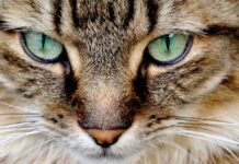 Comment voit vraiment votre chat
