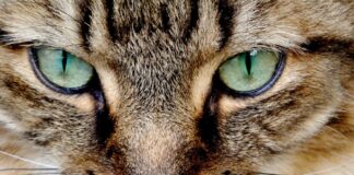 Comment voit vraiment votre chat
