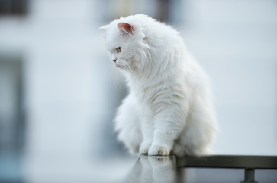 belles races de chat blanches