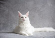 races de chat blanches
