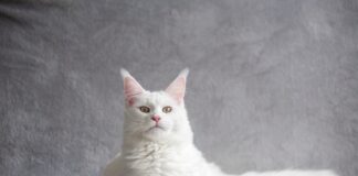 races de chat blanches