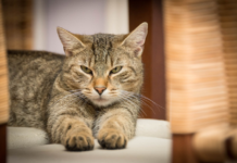 races de chat qui détestent être seules