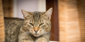 races de chat qui détestent être seules