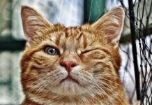 races de chat drôles