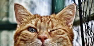 races de chat drôles