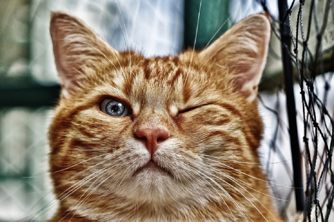 races de chat drôles