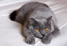 races de chat gourmandes