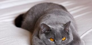 races de chat gourmandes