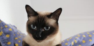 races de chats les plus loyales