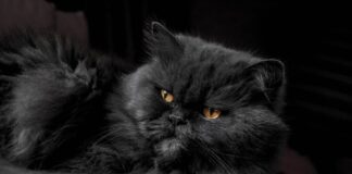plus belles races de chats noirs