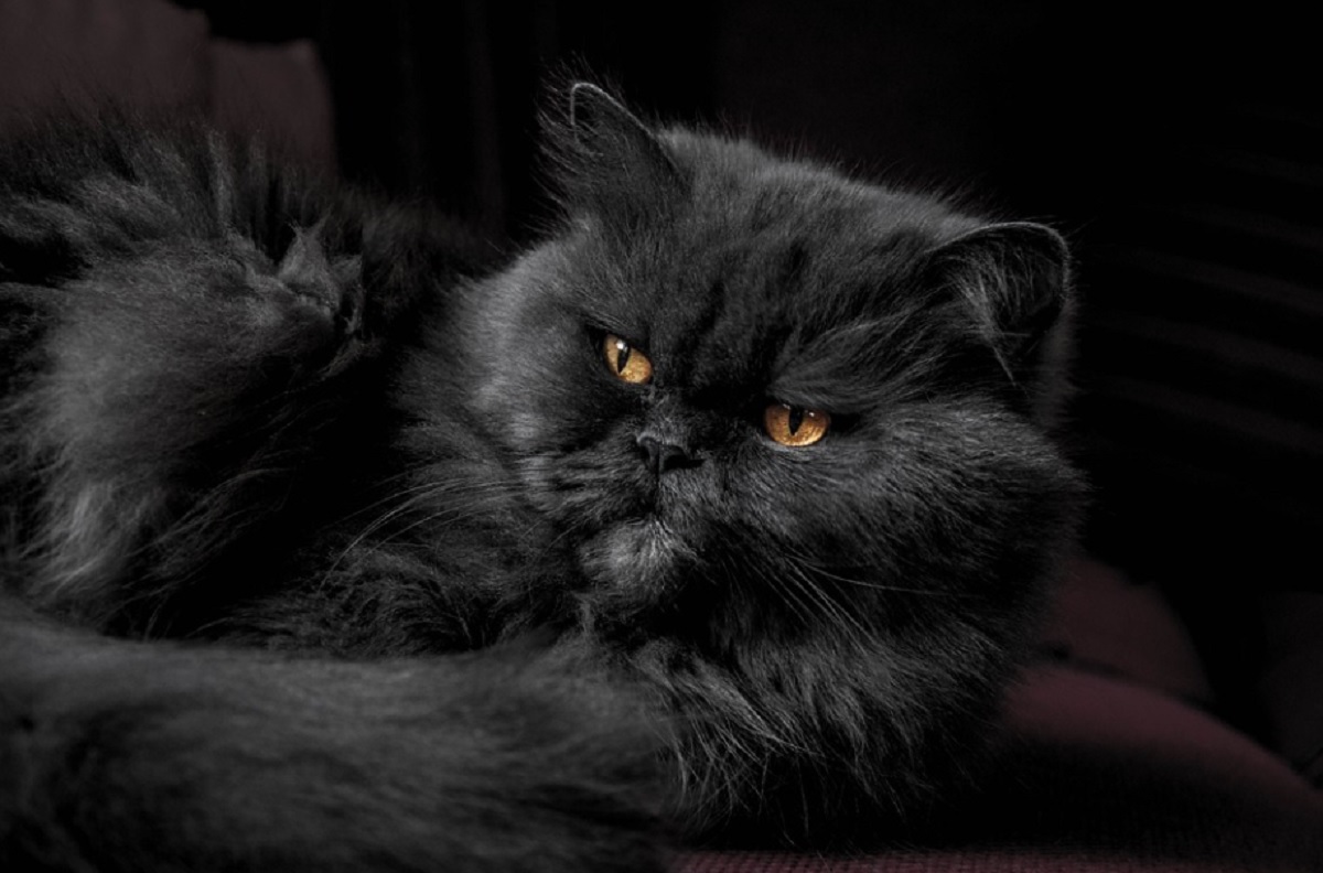 plus belles races de chats noirs