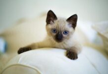 races de chat les plus adoptées
