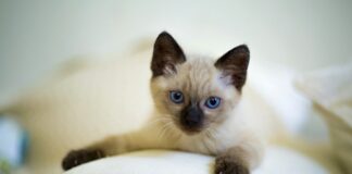 races de chat les plus adoptées