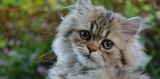 races de chat au visage aplati