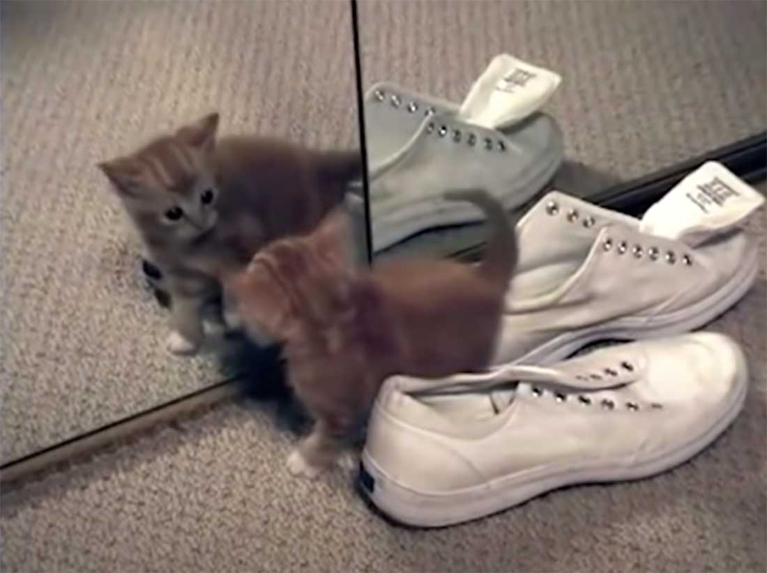 vidéo hilarante de chats devant un miroir