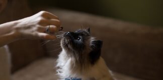 partager sa nourriture avec votre chat