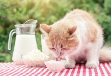 chat mange du Yaourt