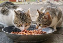 Donner ses restes de nourriture à son chat