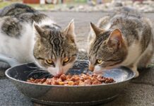 Alimentation du chat