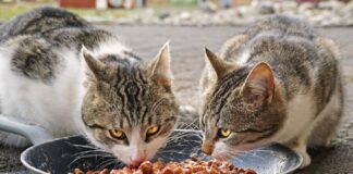 Alimentation du chat