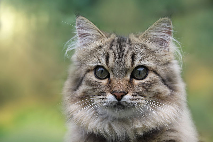 race de chat sage