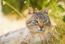 races de chats malheureuses en appartement